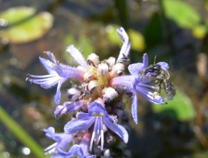 Dufourea bee on flower