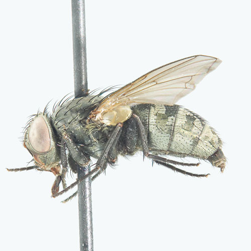 Pollenia griseotomentosa Calliphoridae Cluster fly