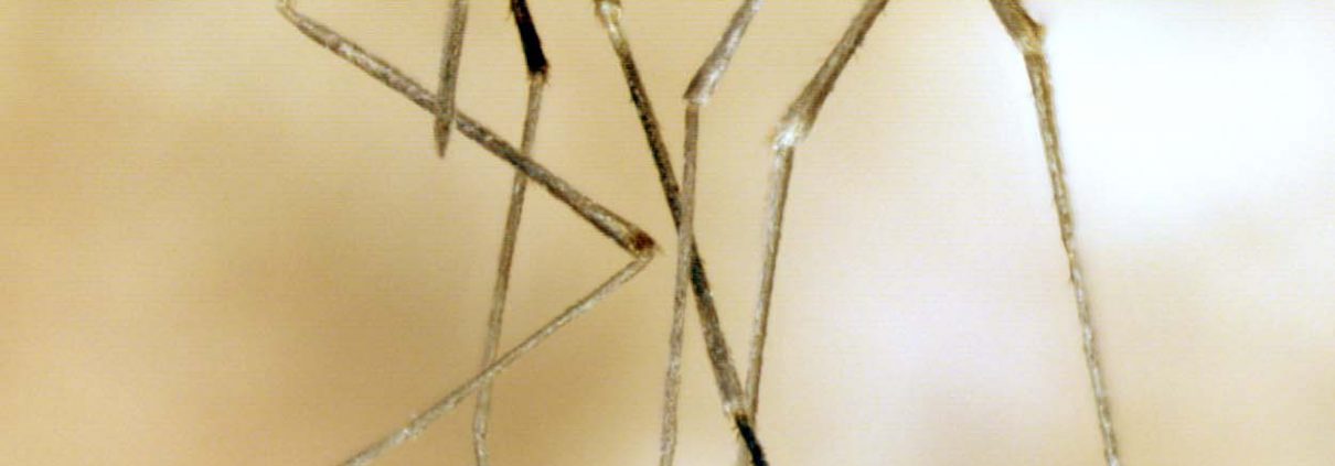 Culex pipiens photo by Kate Bassett