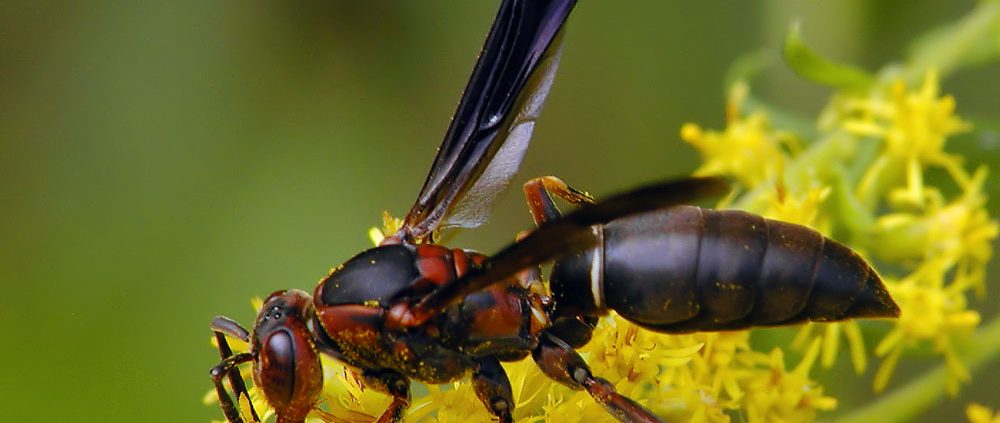 Female of Polistes parametricus Buck Vespidae Wasp