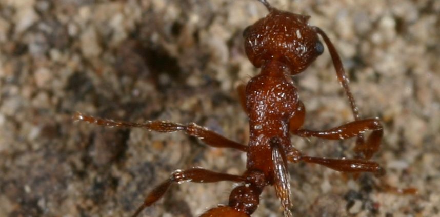 Myrmica brevispinosa, the short-spined ant