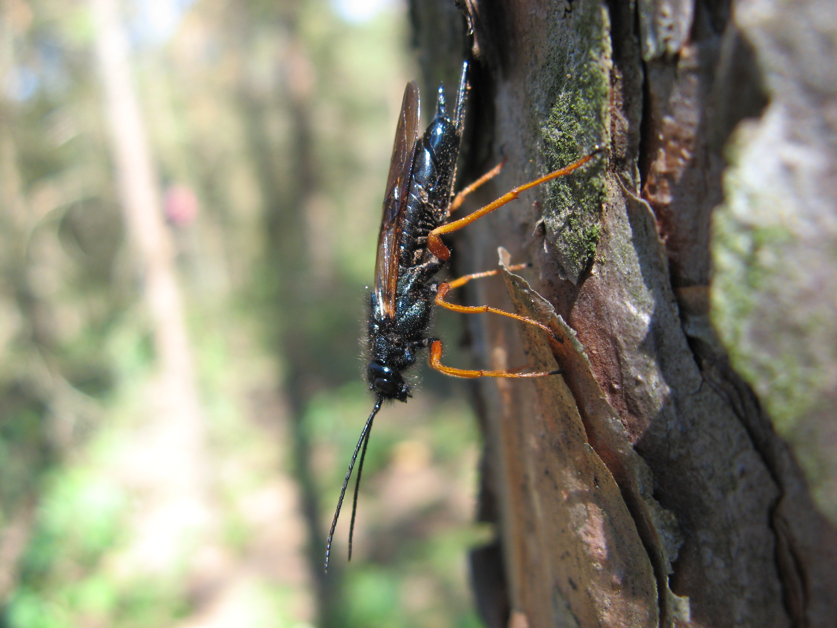Canadian Entomology Research Roundup September 2015 January 2016 Entomological Society of Canada