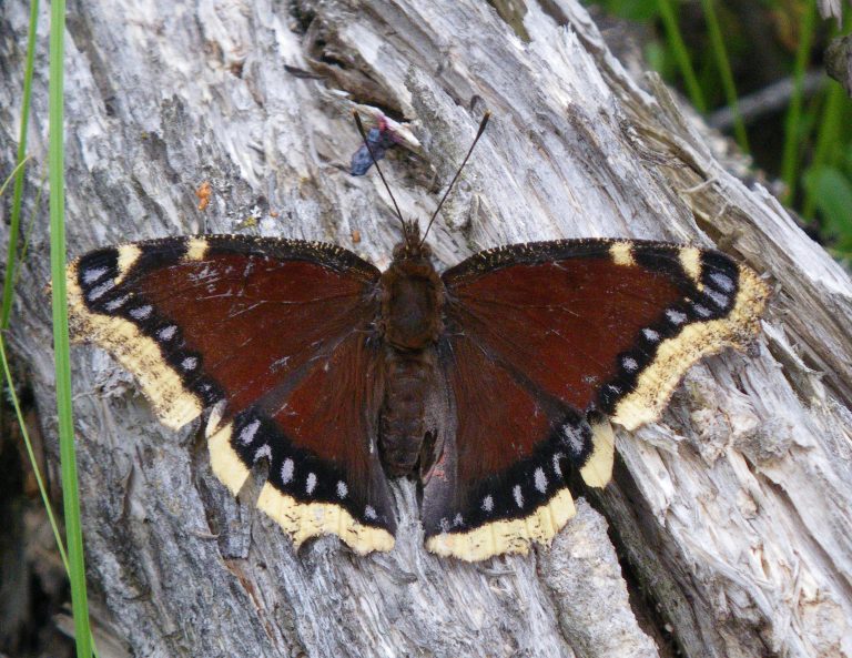 Cool InsectsThe Mourning Cloak Butterfly Entomological Society of Canada
