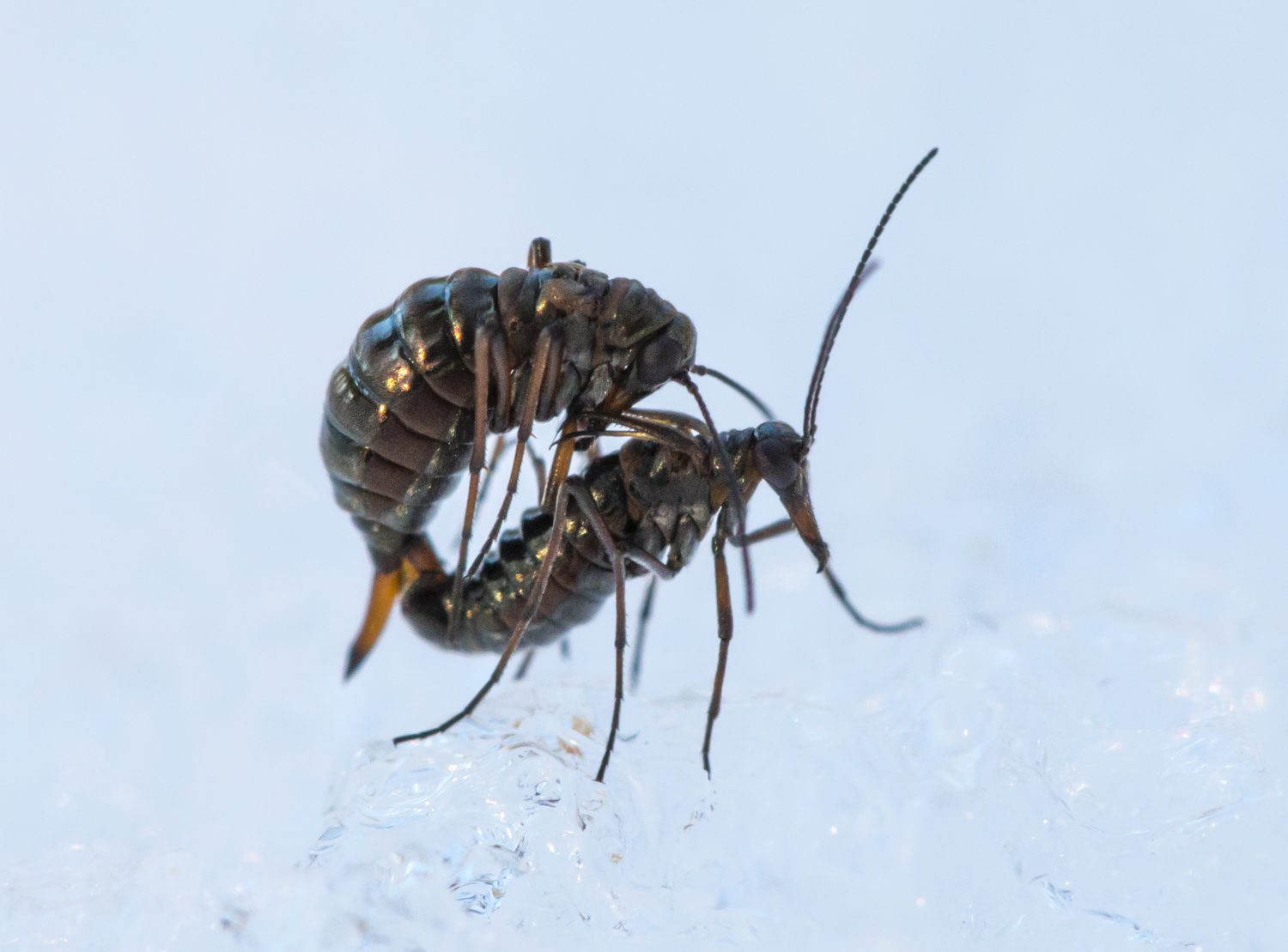 Boreus elegans – Entomological Society of Canada