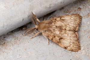 Adult spongy moth sitting on a pale background