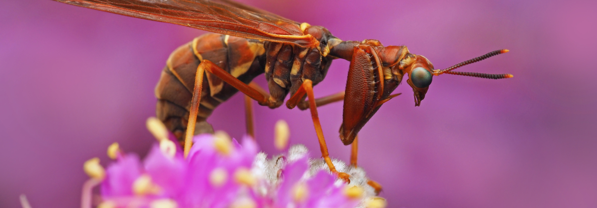 A brown mantidfly, perched on a Purple Prairie Clover. The insect resembles a reddish Polistes wasp, and has striking green eyes. The flower is brilliant pink, with ellow pollen on the stamens, and there are more out of focus in the background.