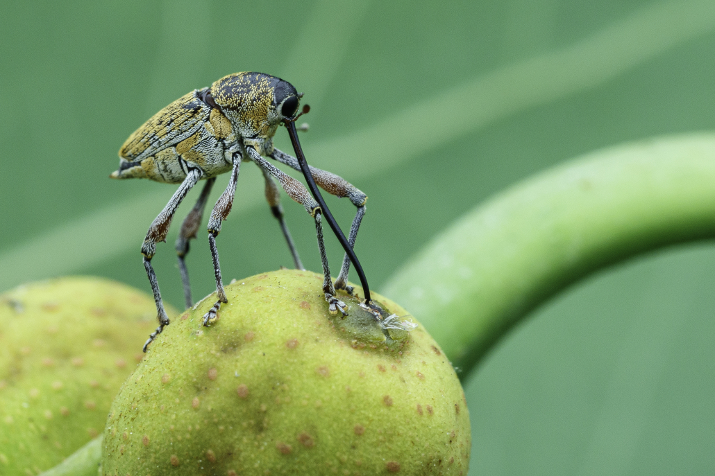 A small greenish weevil with a long snout boring into a fig