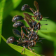 A stack of conopid flies, three males standing on a female!