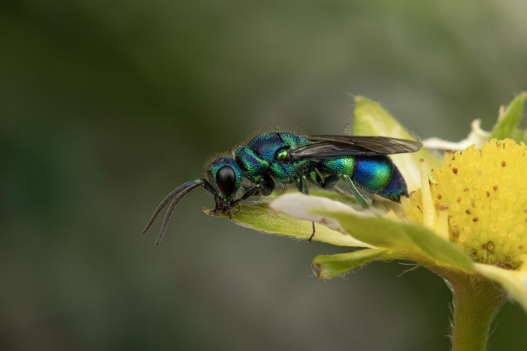 a photo of a metallic green jewel wasp on a strayberry flower with a greenish background.